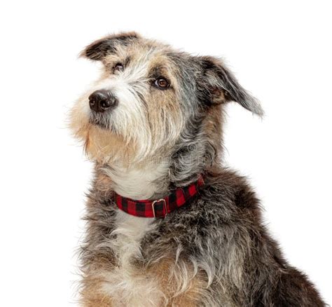 Sheepdog Crossbreed Dog Profile Closeup Extracted Stock Image Image