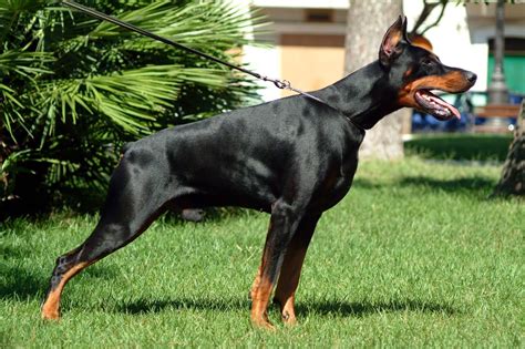 Rules Of The Jungle Doberman Puppies