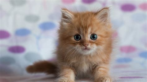 Pretty Kitten Wallpaper For Desktop 1920x1080 Full Hd