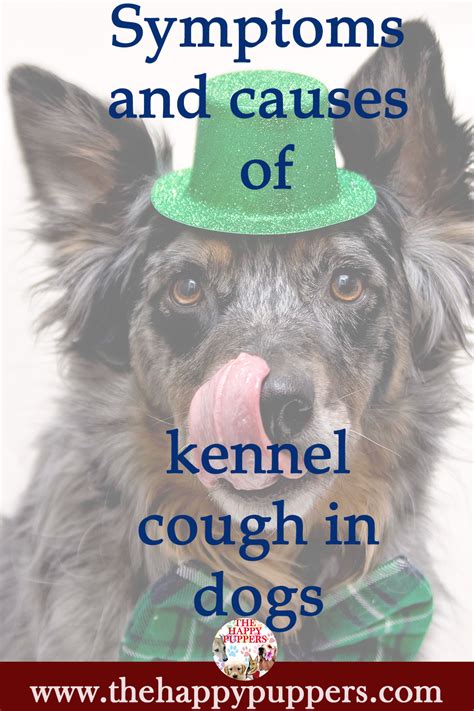Symptoms And Causes Of Kennel Cough In Dogs Dog Coughing Dog