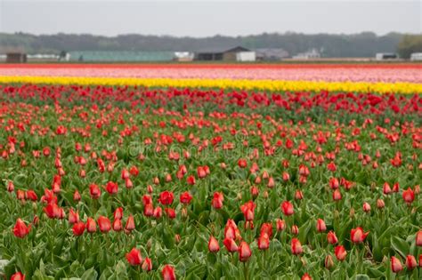 Multi Coloured Tulips Growing In A Flower Field Near Lisse Netherlands