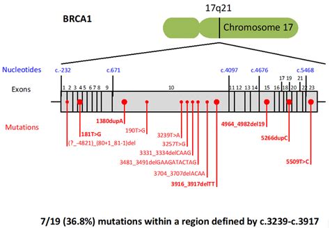 Distribution Of Brca1 Pathogenic Variants The Mutations Detected Twice