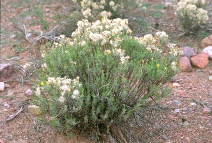When asked to describe a desert, many people imagine extreme heat and miles of sand these plants are often confused with each other, but the blossoms can help with identification. Sonoran Desert Plants - Ericameria laricifolia (Turpentine ...