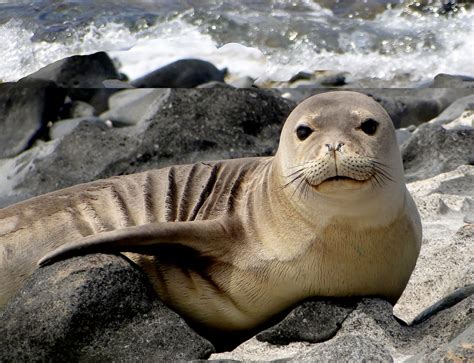 Hawaiian Monk Seal Wild Life World