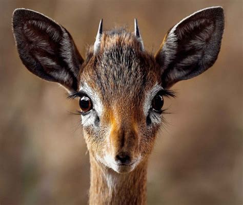Better Known Indigenous Ethiopia Animals 36 Species