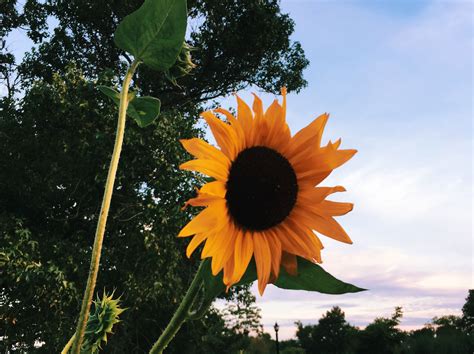 Vsco Sunflowers Sunflower Flowers Picture