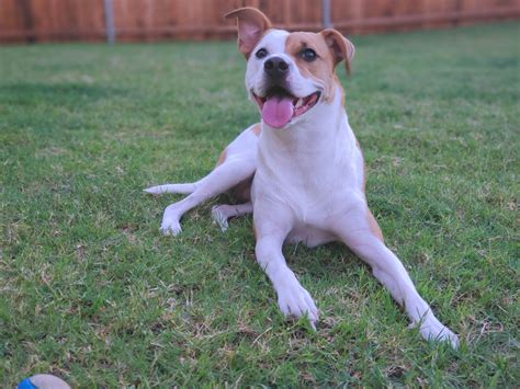 Free Stock Photo Of Animal Dog Mutt