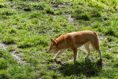 Cleland Wildlife Park Dingo At Cleland Wildlife Park Sout Flickr