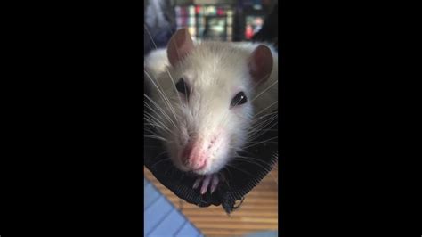 Happy Rat Bruxing And Boggling Youtube