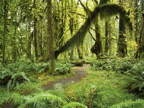 Najkrajšie Lesy K Návšteve V štáte Washington