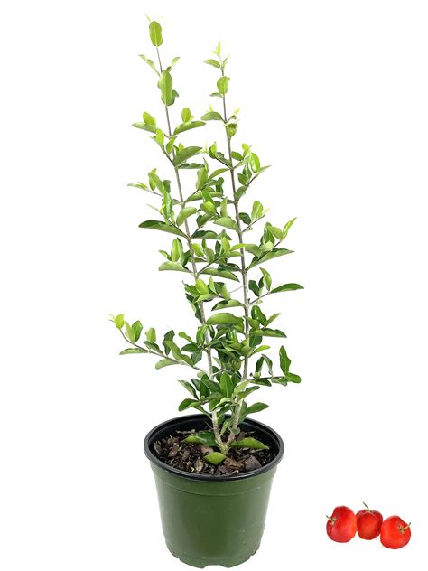 Buy Barbados Cherry Tree Live In A 6 Inch Grower S Pot Malpighia