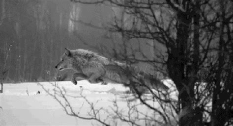 The best gifs for anime wolf. Wolf GIF - Find & Share on GIPHY