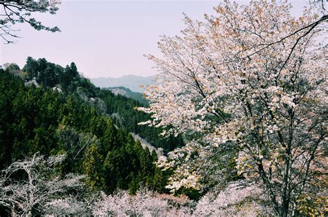 We did not find results for: Blooming trees growing in spring forest · Free Stock Photo