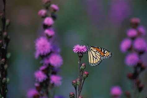 Hd Wallpaper Shallow Focus Photography Of Brown Butterfly On Pink