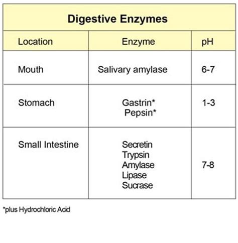 Based On The Information What Can Be Concluded About Enzymes In The