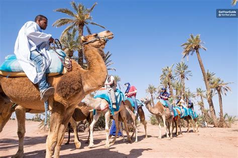 During this private half day tour to majorelle garden and camel ride from marrakech, your friendly, multilingual driver will pick you up from your hotel after that, you will switch to arabian mode and go for a camel ride in the palmeraie area of marrakech where your majestic camel awaits to carry you. Balades en chameaux à Marrakech pas cher » Morocco Private ...