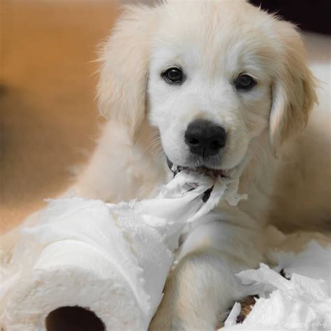 Scout ♥ Golden Retriever Happy Pictures Dog Photography