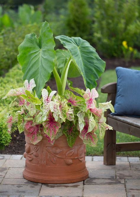 This means you can immediately start watering them. Design Tips for Growing Summer Bulbs in Containers