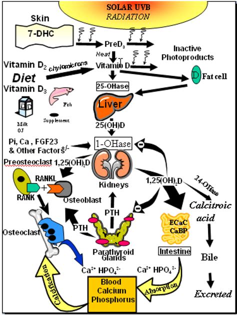 Nutrients Free Full Text Vitamin D — Effects On Skeletal And