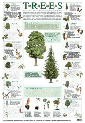 Trees Laminated Poster Schofield And Sims 9780721756059