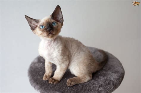 Devon Rex Cat Breed Information Buying Advice Photos And
