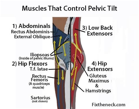 Pelvic Anatomy Posterior Ths Anatomy Pelvis Posterior View The