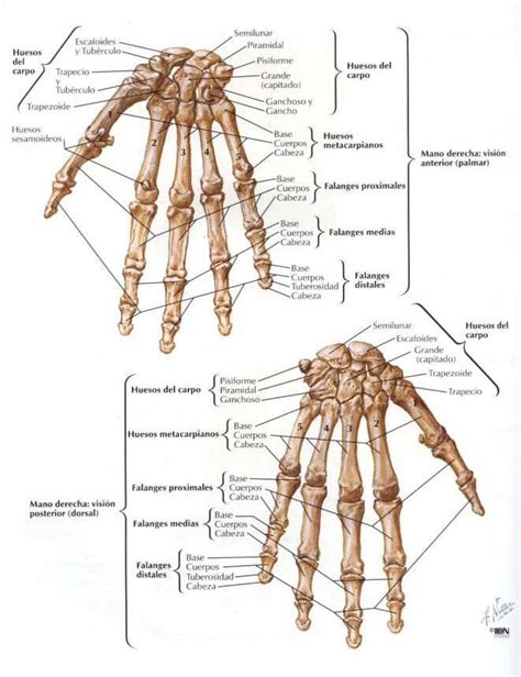 Asoterci Casc Miembro Superior Huesos Del Cuerpo Humano Anatomía