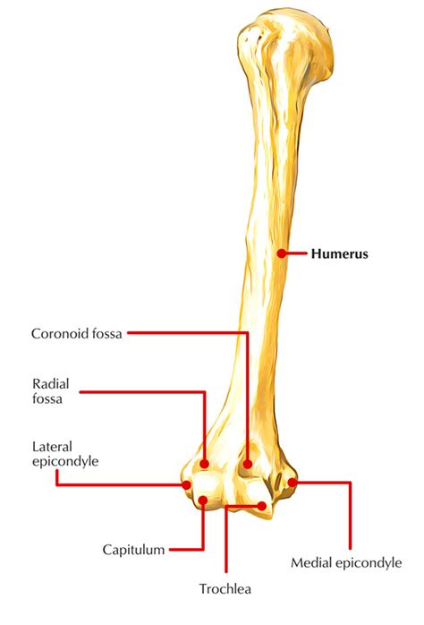 Medial Epicondyle Of Humerus Earths Lab
