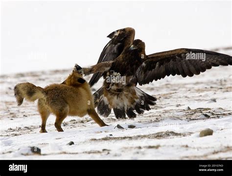 Golden Eagle Claws Fox During Hi Res Stock Photography And Images Alamy