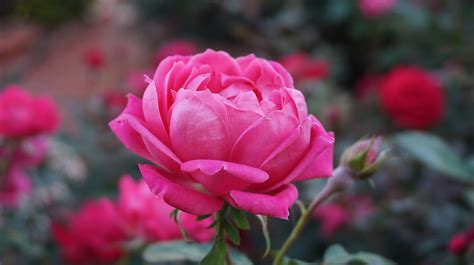 Las Plantas Y Sus Usos El Color De Las Rosas Y Su Significado