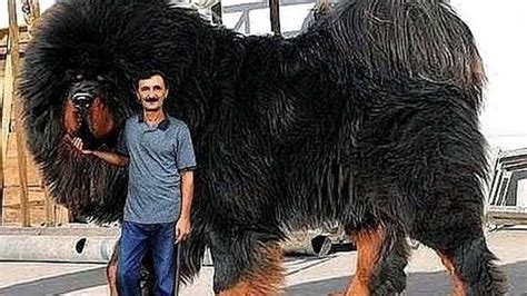 Top 10 Biggest Dog Breeds In The World Big Dog Breeds Huge Dog