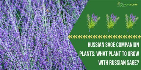 Russian Sage Companion Plants What Plant To Grow With Russian Sage