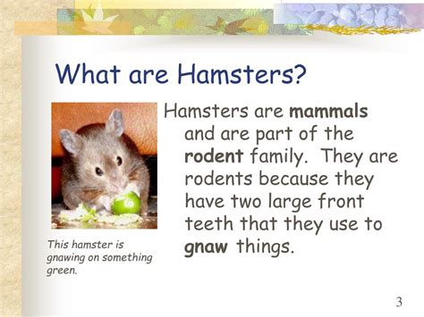 Ppt All About Hamsters Powerpoint Presentation Free Download Id108105