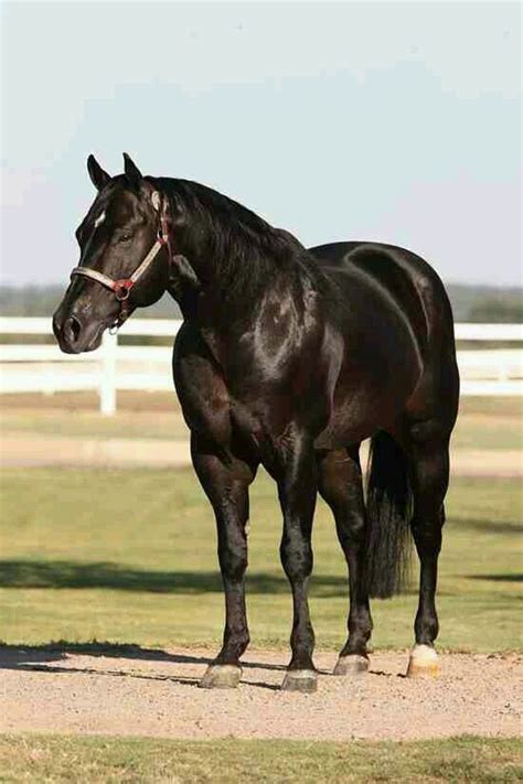 Aqha Stallion Black Champion Quarter Horse Stallion Horses Quarter