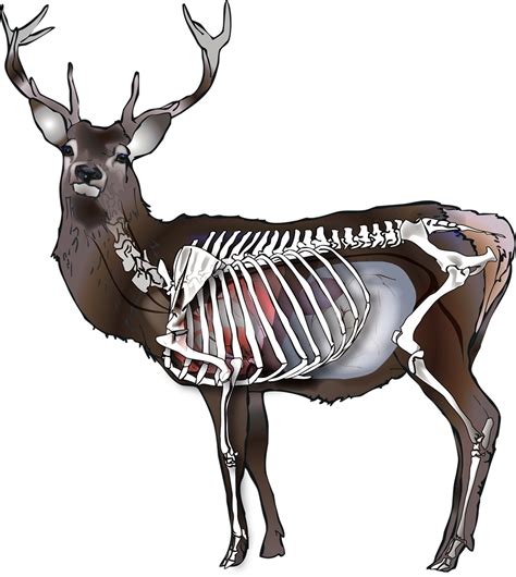 Whitetail Deer Vital Organs