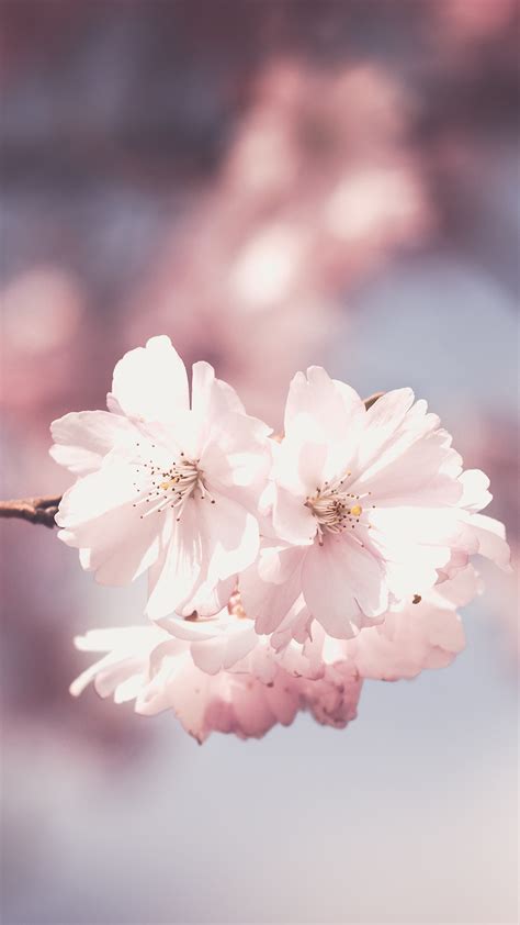 Search your top hd images for your phone, desktop or website. Free HD Pink Flowers iPhone Wallpaper For Download ...0479