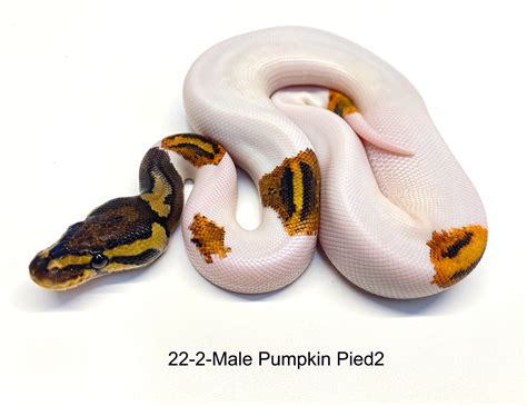 Pumpkin Pied Ball Python By Pdw Pythons Morphmarket