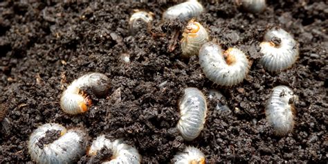 Grubs Northeast Ohio Insect Identification Guide