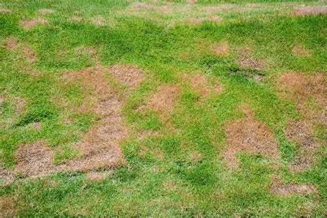 What Causes Brown Spots In The Lawn Lawn Mower Review
