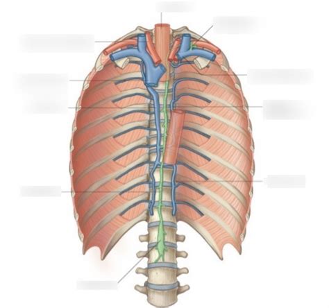 Thoracic Duct Diagram Quizlet