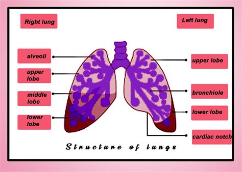 In Humans The Right Lung Haslobesa3b4c5d2