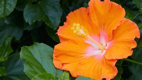 Home Hollywood Hibiscus