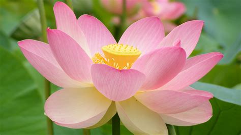 Lotus Flower Hd Wallpapers Full Hd Pictures