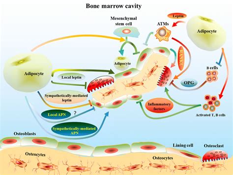 Interactions Between Adipocytes And Bone Cells As Well As Immune Cells