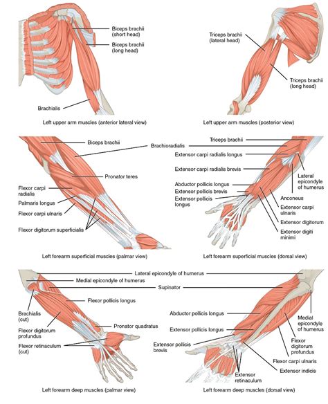 However, the muscle names often reflect something about their action, their shape, or their locations. Arm Muscles Diagrams