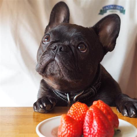 What Can My French Bulldog Eat