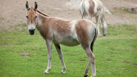 Facts About Donkeys Live Science