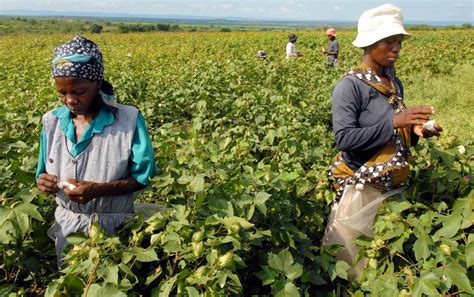 Eswafcu Esnau Partnership To Boost Farmers Eswatini