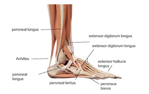 Ankle Anatomy Tendons Anatomy Diagram Book