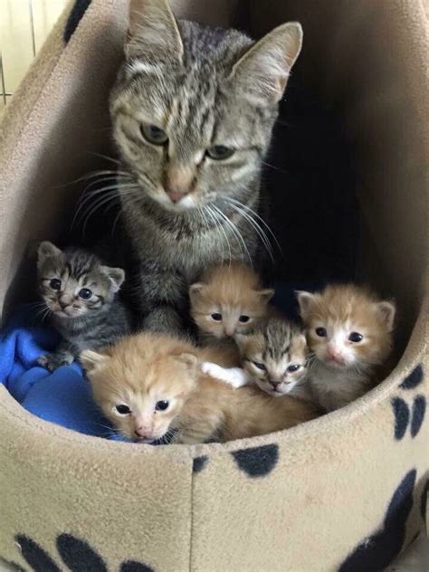 284 Best Images About Mama Cat With Her Kittens On Pinterest Cats